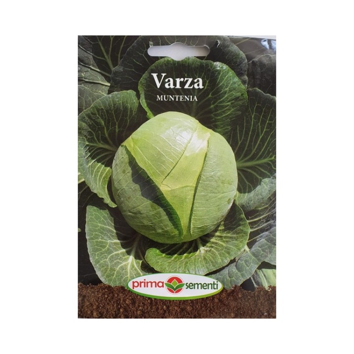 Seminte Varza Muntenia