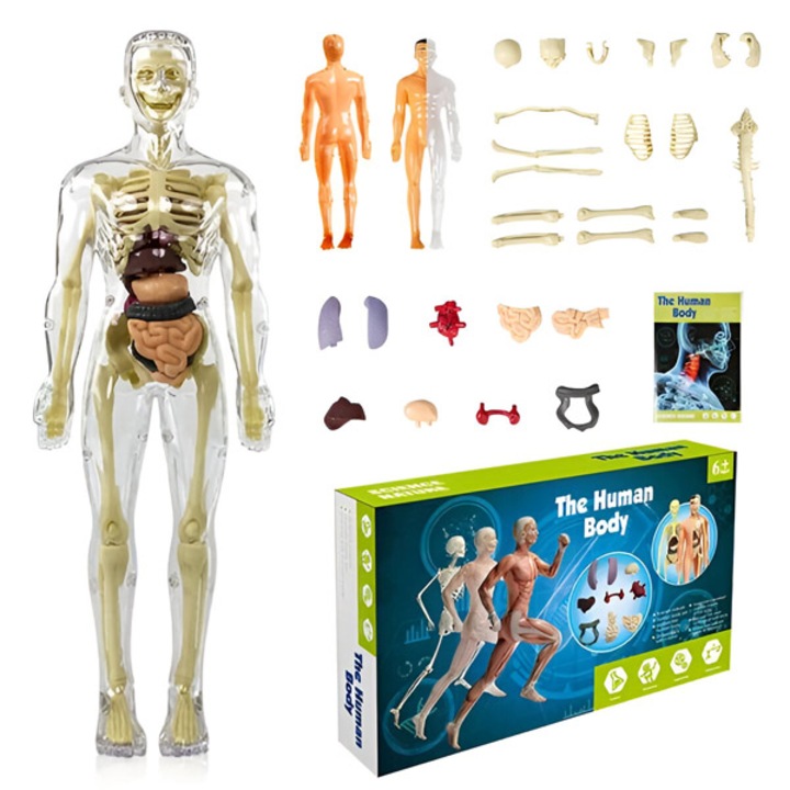 Manechin corpul uman, model 3D, invatarea usoara a anatomiei, organe si oase detasabile, invatare prin joaca - FLESHTOPIA