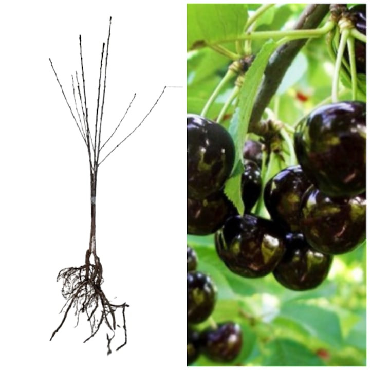 Set 3 pomi fructiferi Cires negru de Bistrita, anul 2, 130-150 cm, portaltoi cires franc