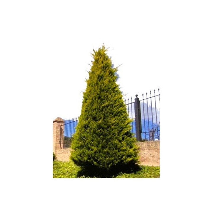 Chiparos Leyland, 10-25cm, set 500 buc, verde