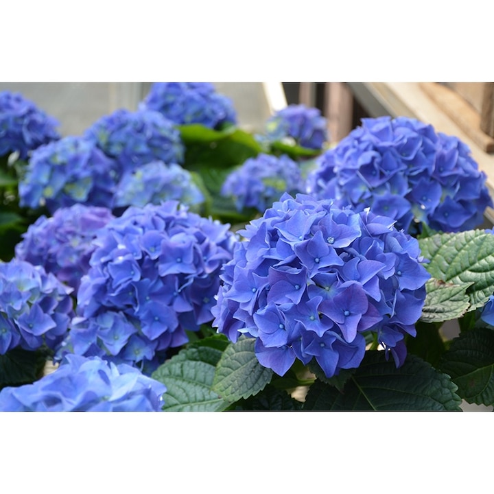 Planta, Hortensia Early Blue, Albastru, Ghiveci 14cm