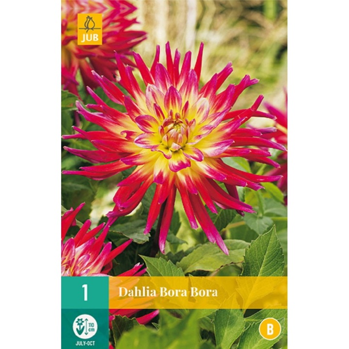 Bulbi, Dalii Bora Bora, Jub Holland, 1 buc