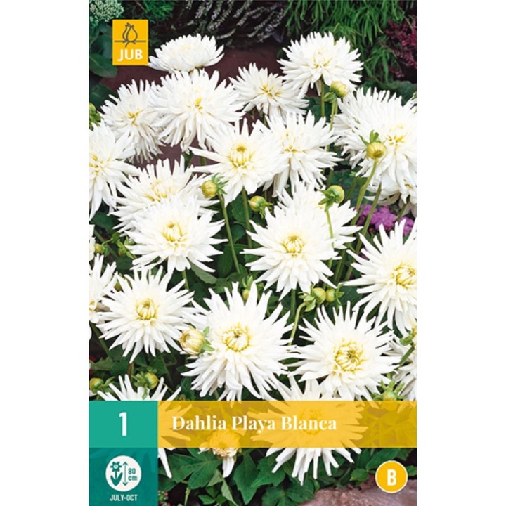 Bulbi, Dalii Playa Blanca, Jub Holland, 1 buc