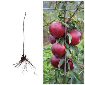 Pomi, arbusti si butasi