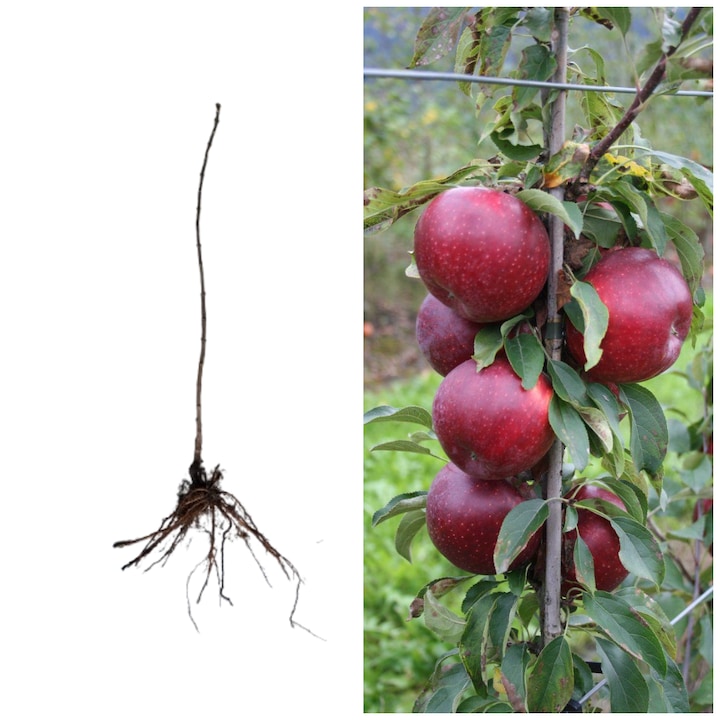 Pom fructifer mar columnar Polka, cultivabil la ghiveci, 80-100 cm