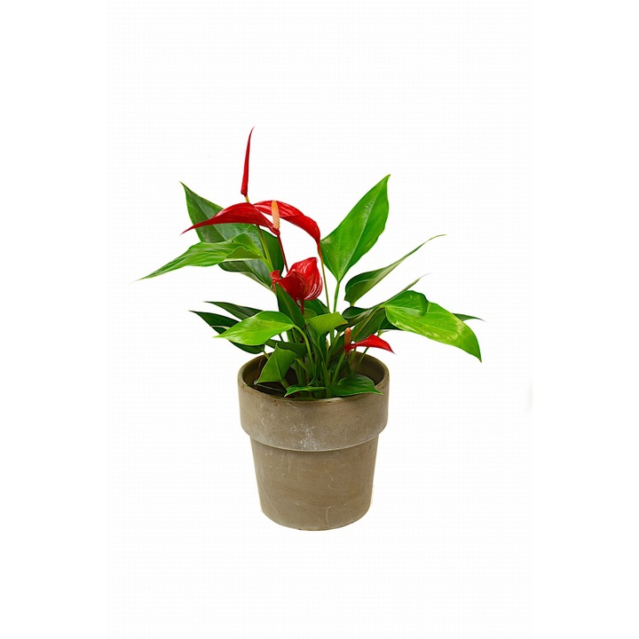 Planta Anturium Roja Red Banderola, Dixiestore, P9