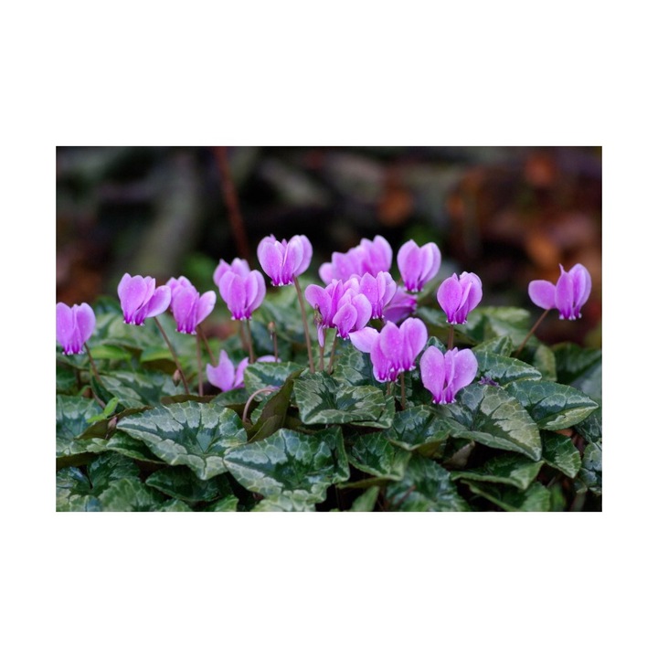 Cyclamen de gradina, Hederiflorum, Roz, 1 BUC, marime bulb gigant