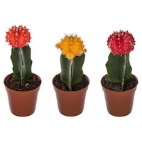 cactus ikea