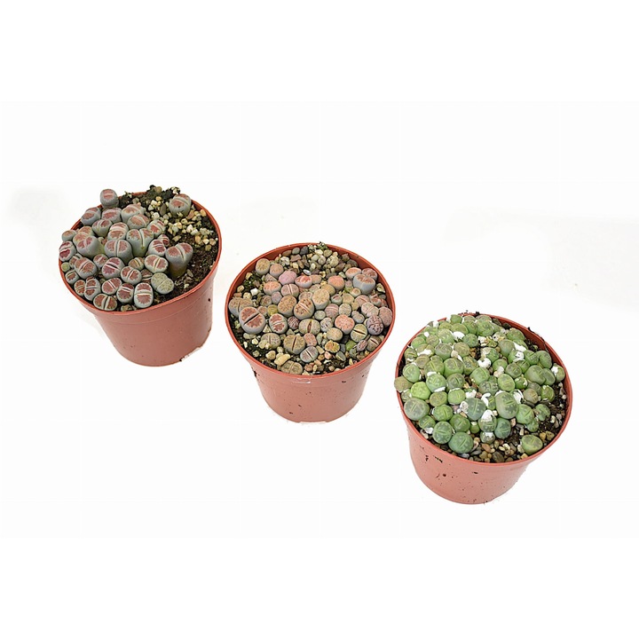 Planta Lithops set 3, Dixiestore, P8