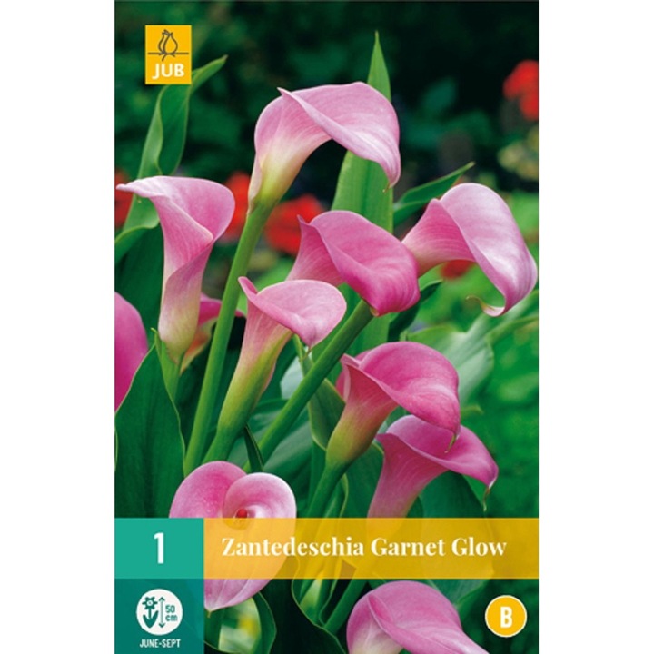 Bulbi, Zantedeschia Garnet Glow, Jub Holland, 1 buc