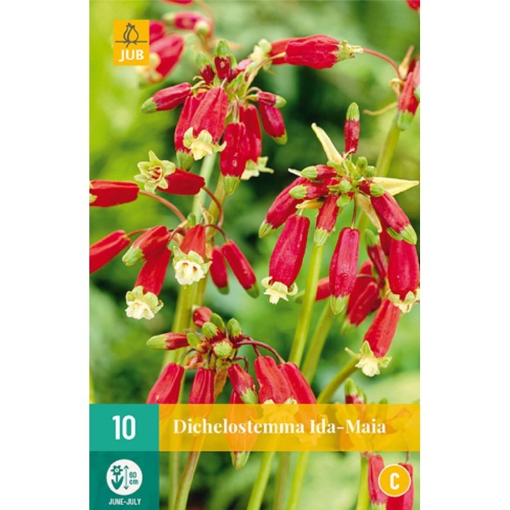 Bulbi, Dichelostemma Ida-Maia, Jub Holland, 10 buc