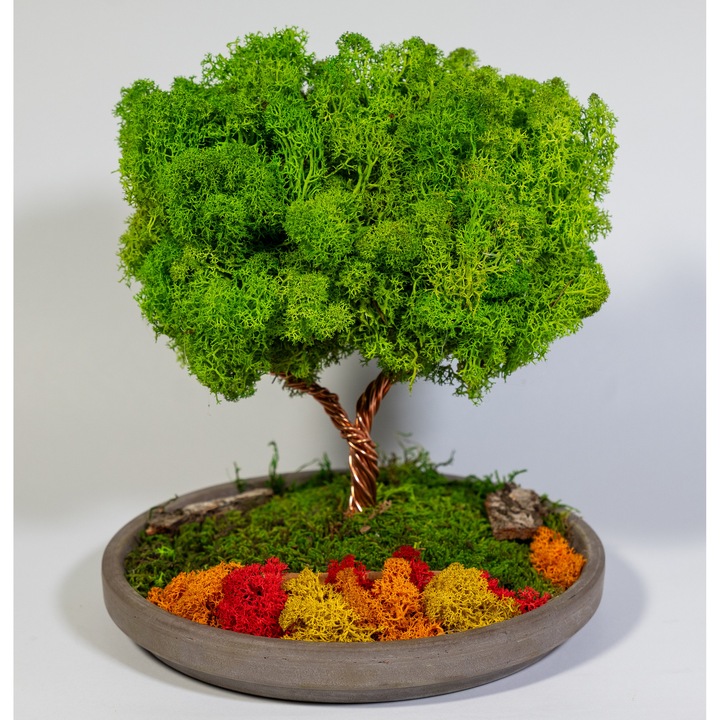 Copac 360° cu Licheni Naturali – Decor in Vas Ceramic, 25x22 cm