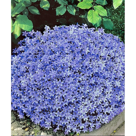 Campanula Bakker 10 Buc Ghiveci O 7cm Albastru Emag Ro