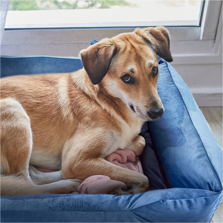 Pat Pentru Caine, Edanti, 135X100 Cm, Matlasat, Velur, Albastru