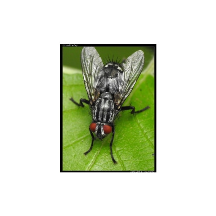 Insecticid muste/molii, Best-Pest, 25 g