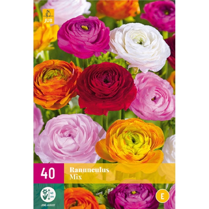 Boglárka Ranunculus Mix, Jub Holland, virághagymák, 40 darab