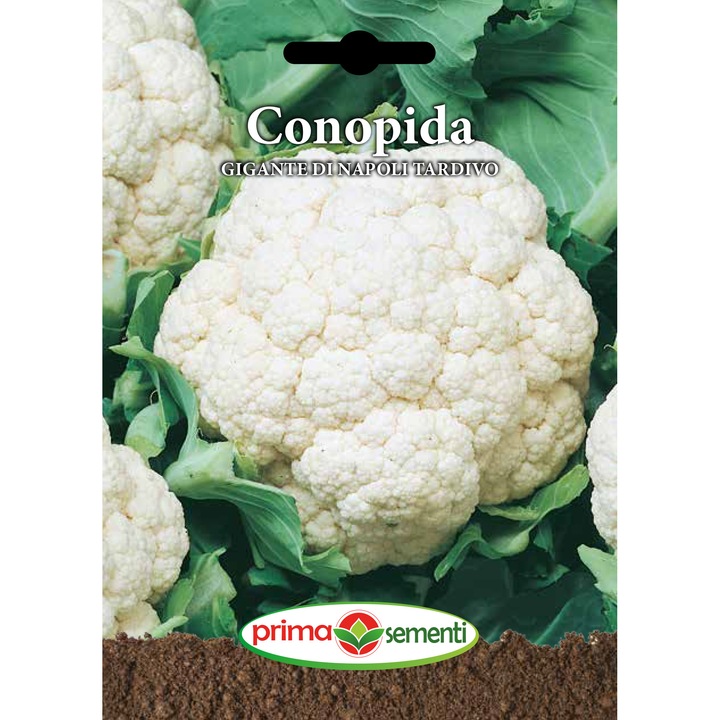 Conopida Precoce Di Toscana 1 g