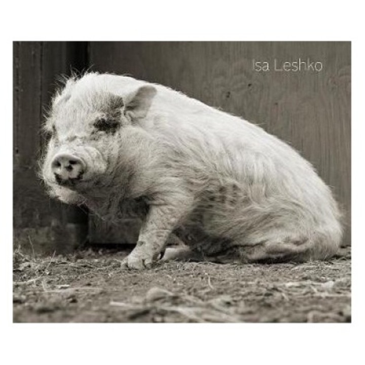 Allowed To Grow Old - Isa Leshko