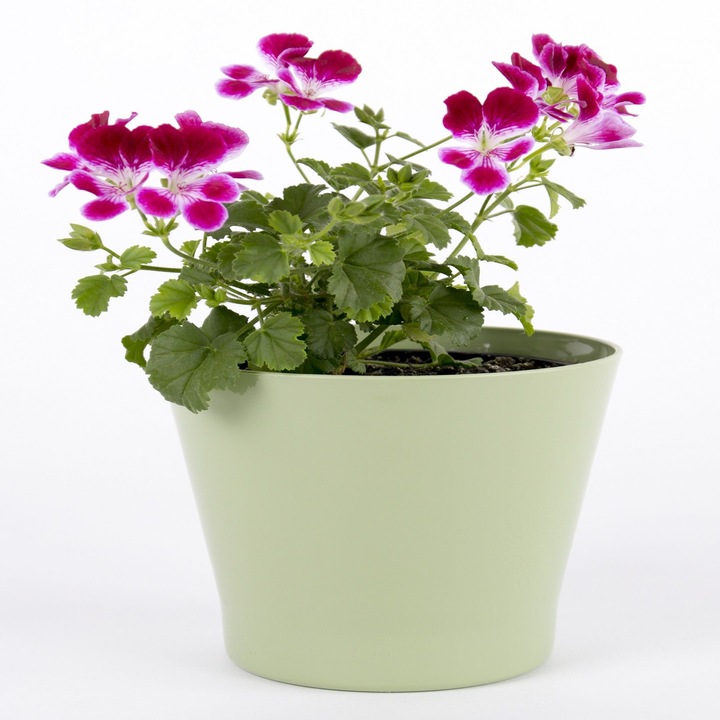 Ghiveci flori Zinnia, plastic, Ø 11.5 cm, verde