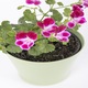Ghiveci flori Zinnia, plastic, Ø 11.5 cm, verde