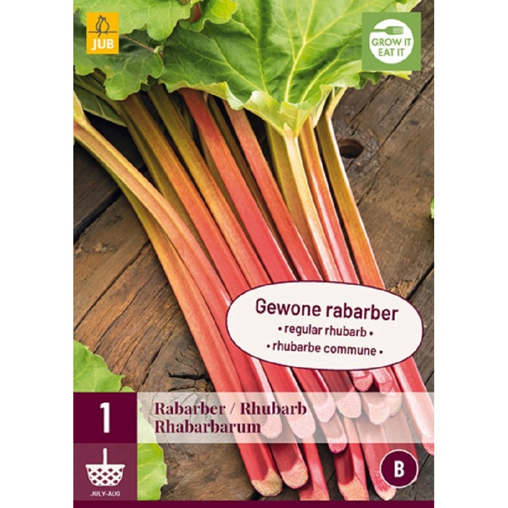 Butas de rizom, Rubarba Rhabarbarum, Jub Holland, 1 buc