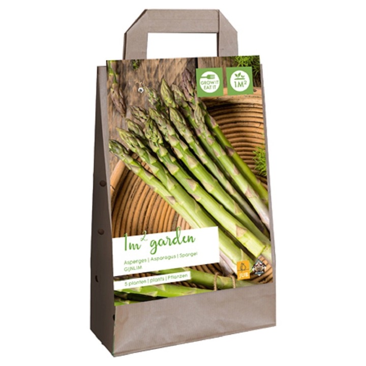 Rizomi de radacina, Sparanghel Gijnlim, Jub Holland, 5 buc