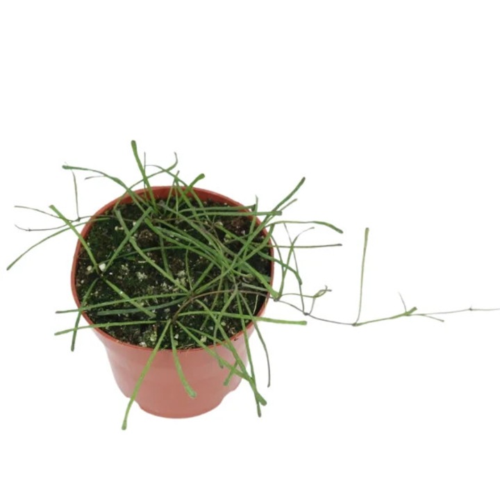 Planta naturala de interior Hoya retusa D12