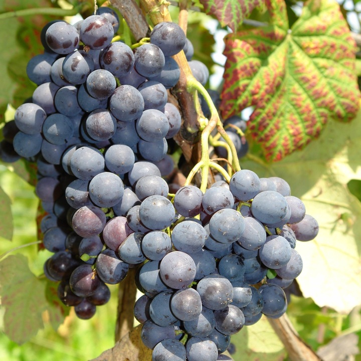 Vita de vie Alden 2L