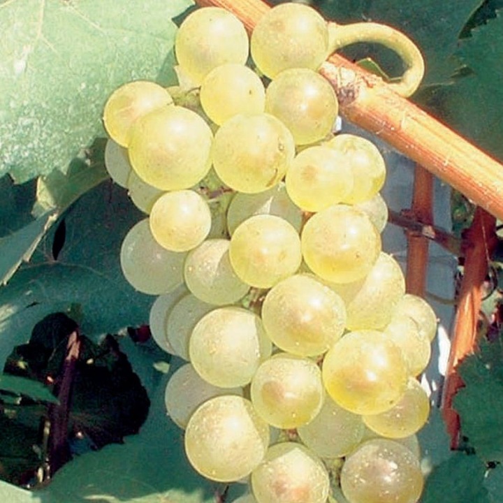 Vita de vie Aurore, Baumschule Wedrowski, arbust fructifer, galben deschis, 2L