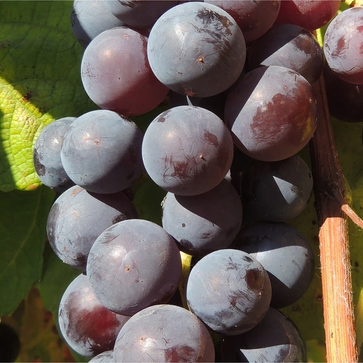 Vita de vie Buffalo 2L