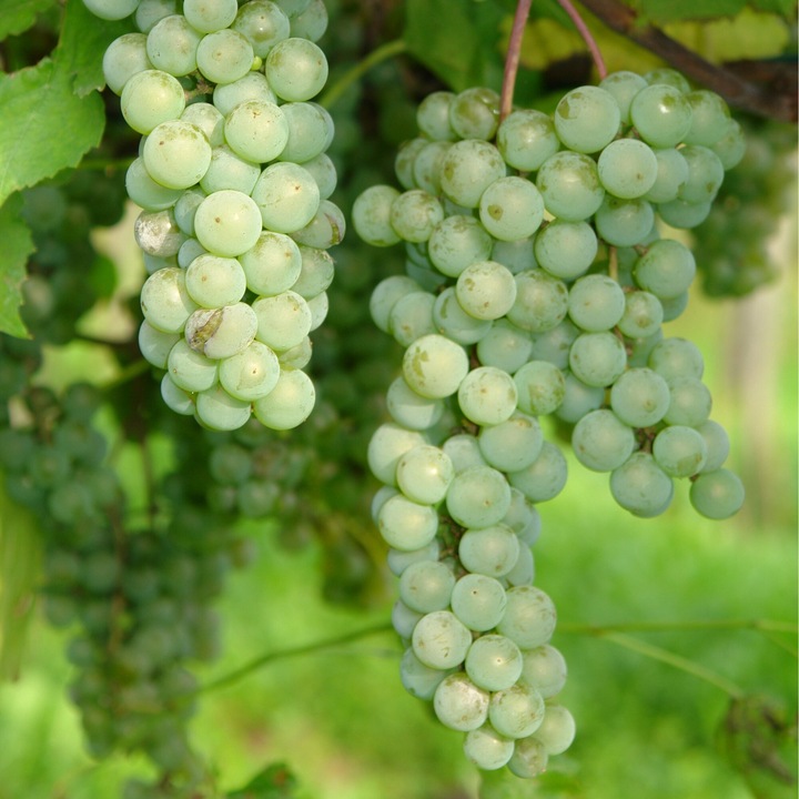 Vita de vie Interlaken 2L