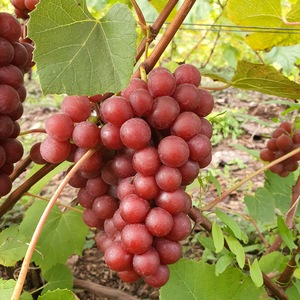 Pomi, arbusti si butasi