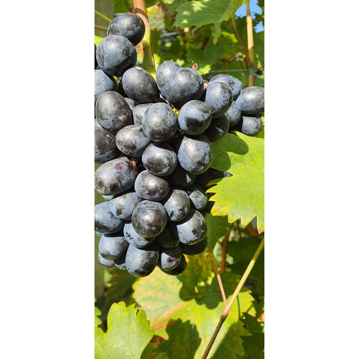 Vita de vie Nero, 2L, fructifer, albastru marin, plantare tot anul