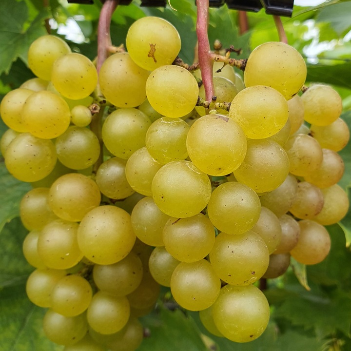 Vita de vie Refren 2L