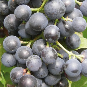 Pomi, arbusti si butasi