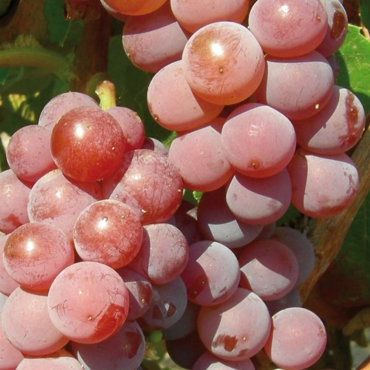 Vita de vie Canadice 2L