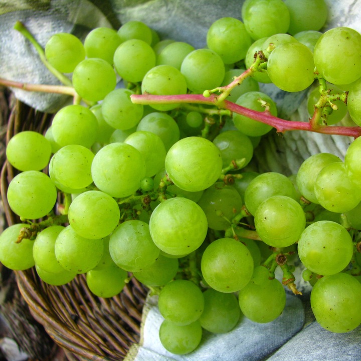 Vita de vie Baumschule Wedrowski, Suwile, 2L