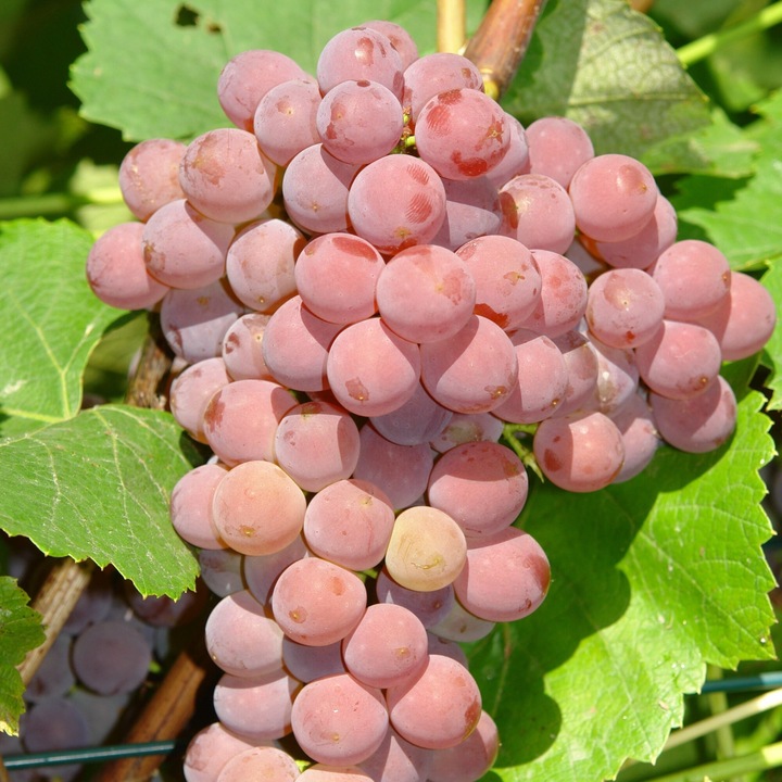 Vita de vie Einset Seedless 2L