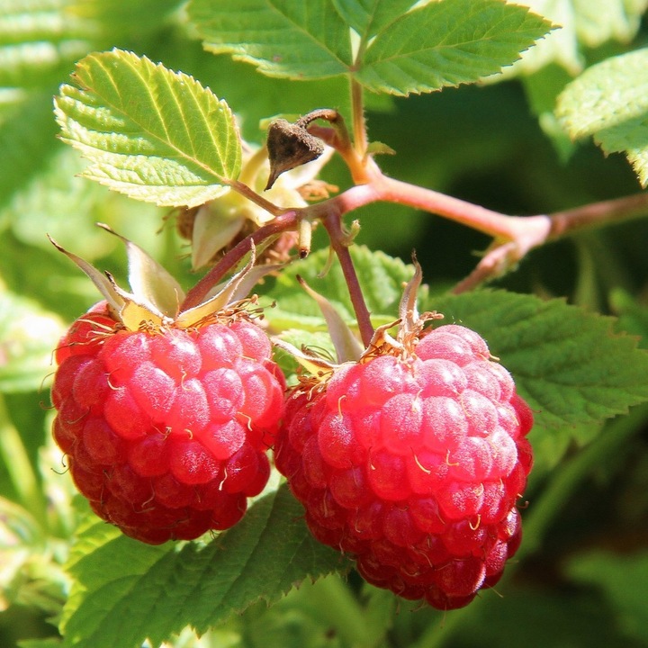 Zmeura rosie cu doua fructe 2L