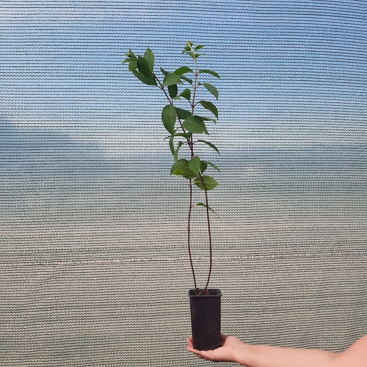 Hortensie Vanille Fraise 2L