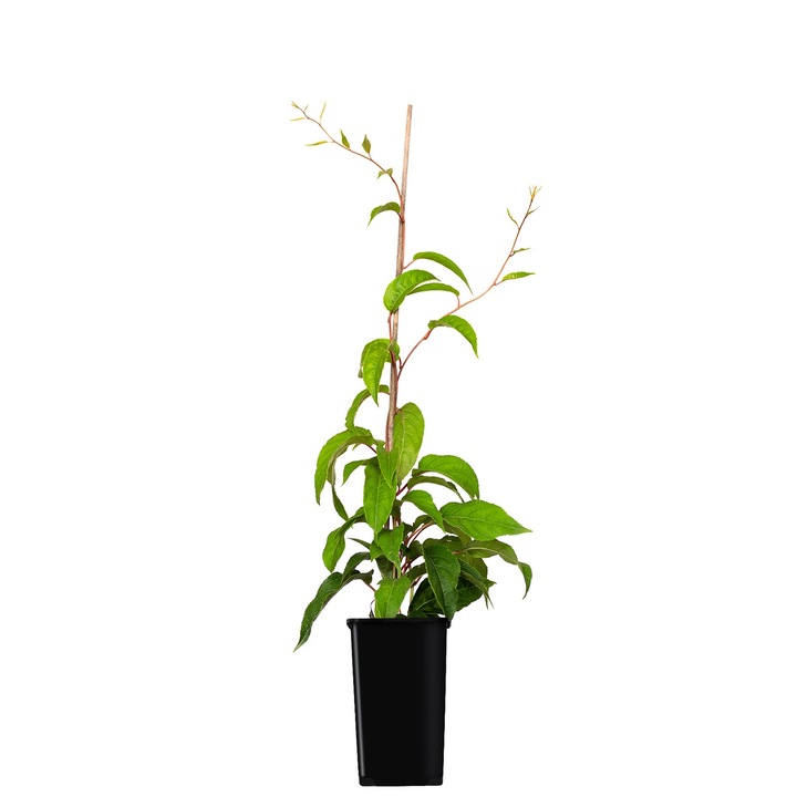 Aktinidia Purpurna Sadowa feminin 1L