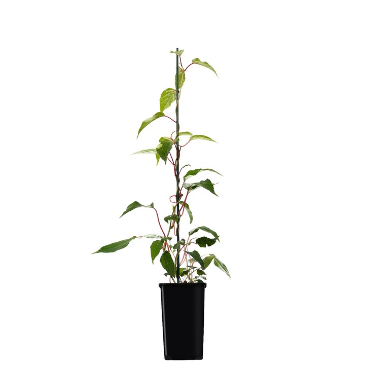 Arbust fructifer Actinidia Weiki, polenizator masculin, 1L, verde, tot anul