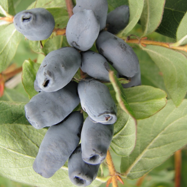 Arbust fructifer Caprifoi Kamchatka Aurora, fructe albastre, 1L