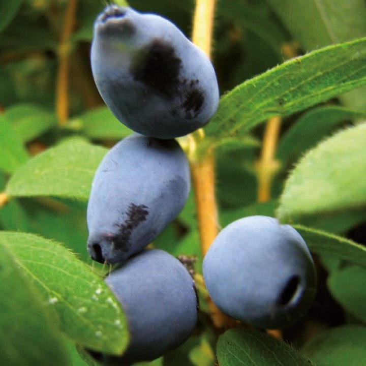 Arbust fructifer Baumschule Wedrowski, Afin Siberian Jugana 1L