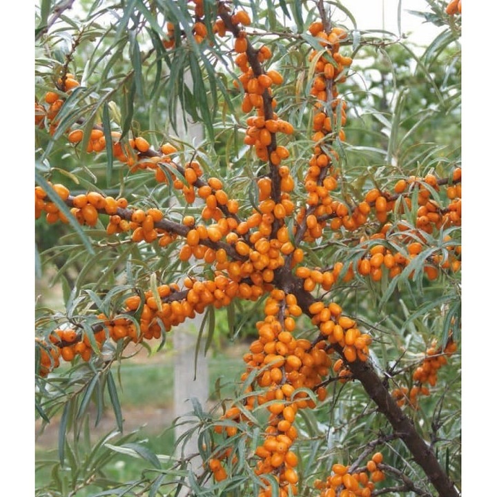 Arbust fructifer Catina "Botaniczeskaja" 2L