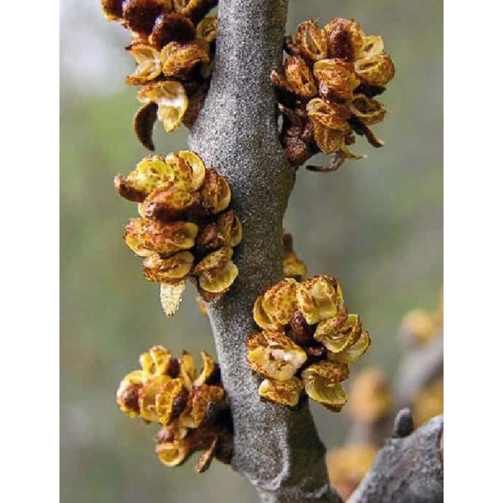 Arbust fructifer Catina Hikul 2L