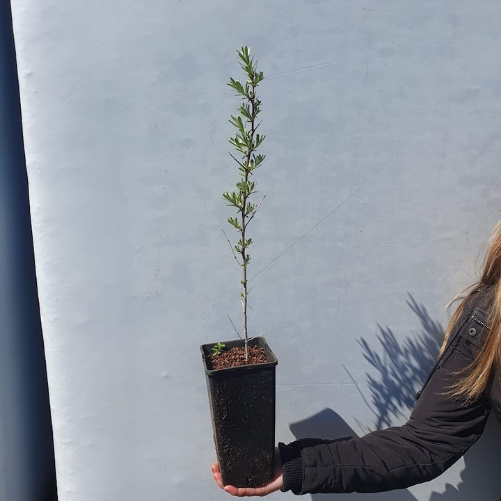 Catina Orange Friesdorfer 2L