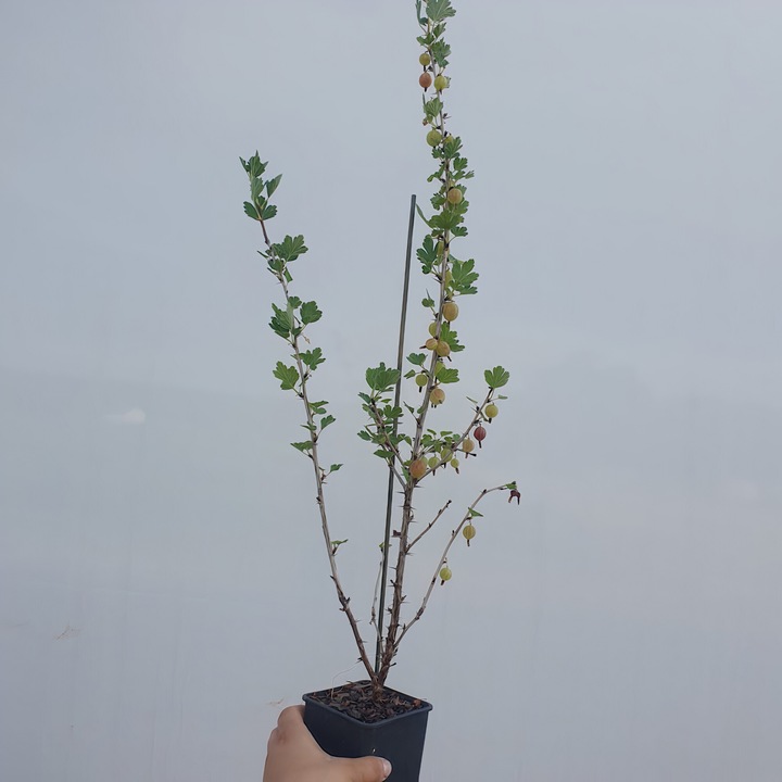 Arbust fructifer Agrisa Hinnonmaki Rod 2L, rosu, inaltime 1,2m, plantare tot anul