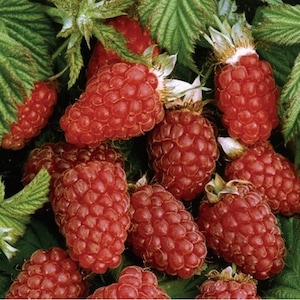 Pomi, arbusti si butasi