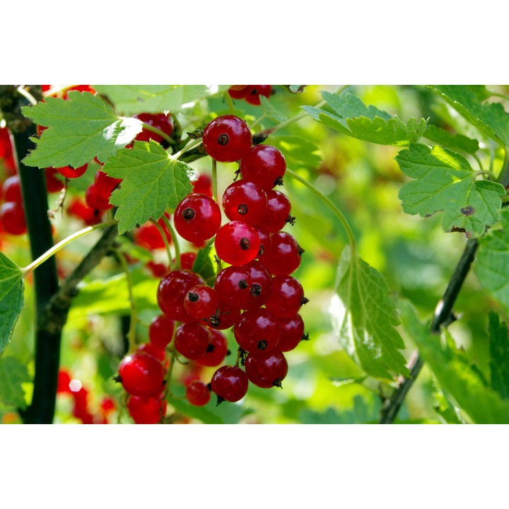 Arbust fructifer Coacaz rosu Rovada 2L, fructe mari, rezistent la inghet, verde inchis